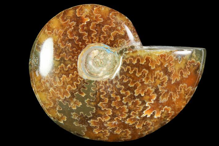 Polished, Agatized Ammonite (Cleoniceras) - Madagascar #119015